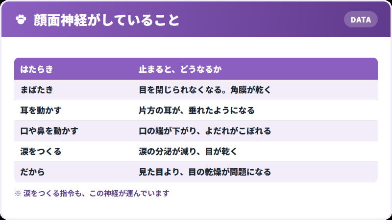 顔面神経の仕事