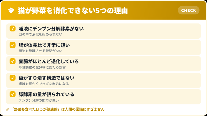 猫が完全肉食動物であることを示す体の特徴