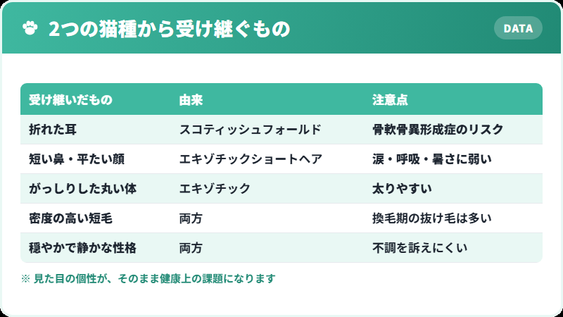 フォールデックスが2つの猫種から受け継いだ特徴の一覧