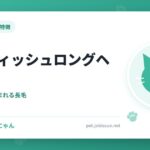 ブリティッシュロングヘア