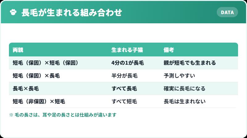 短毛の両親から長毛の子猫が生まれる仕組み