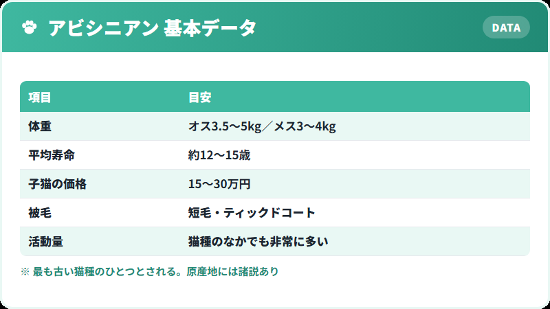 アビシニアンの基本データ 体重・寿命・価格の一覧
