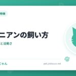 アビシニアンの飼い方