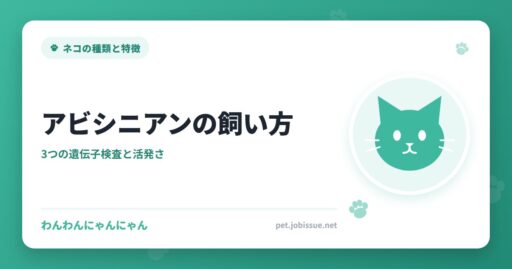 アビシニアンの飼い方