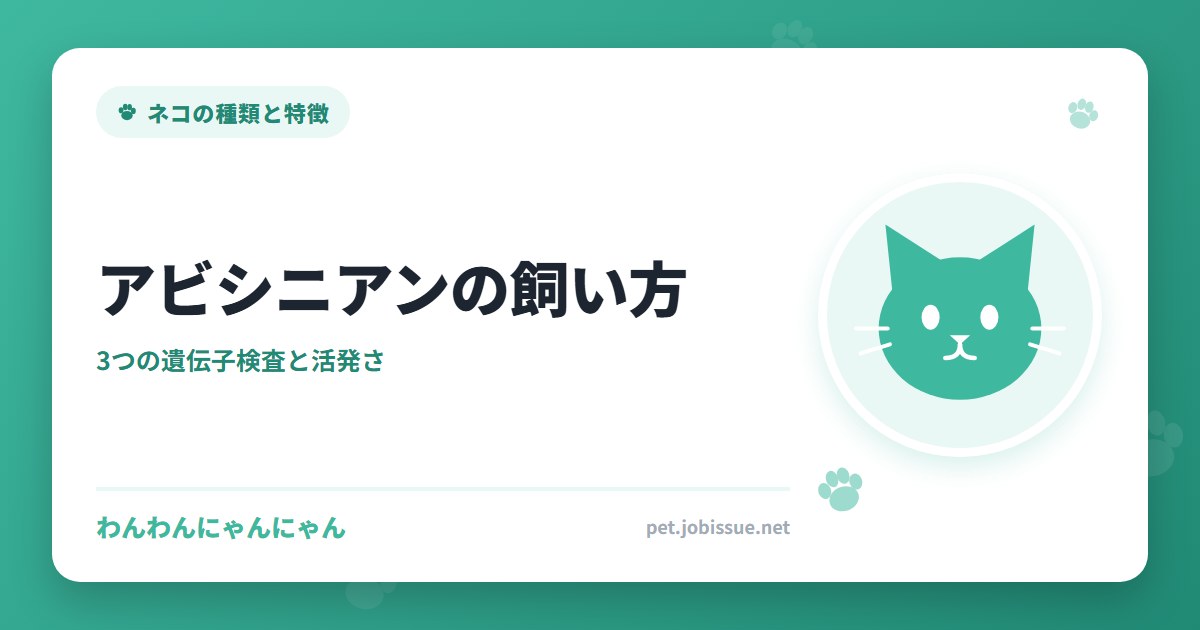 アビシニアンの飼い方