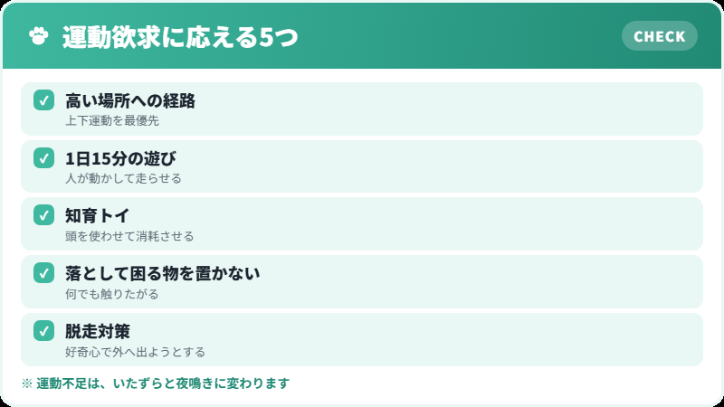 アビシニアンの運動欲求に応えるチェックリスト