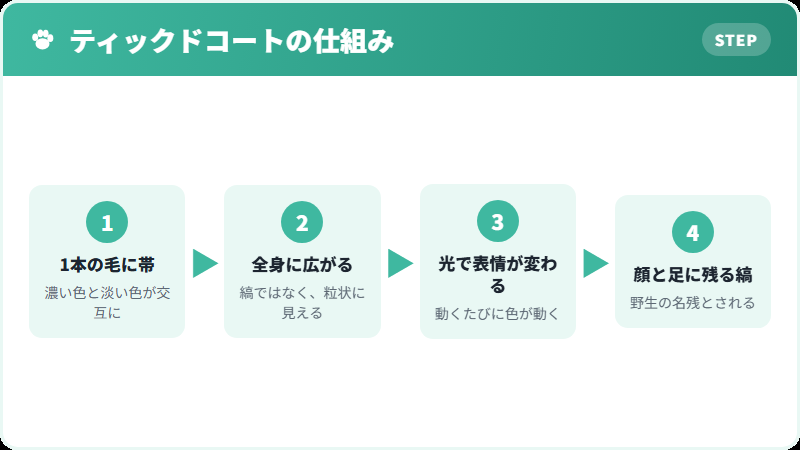 ティックドコートの毛の構造を示した図