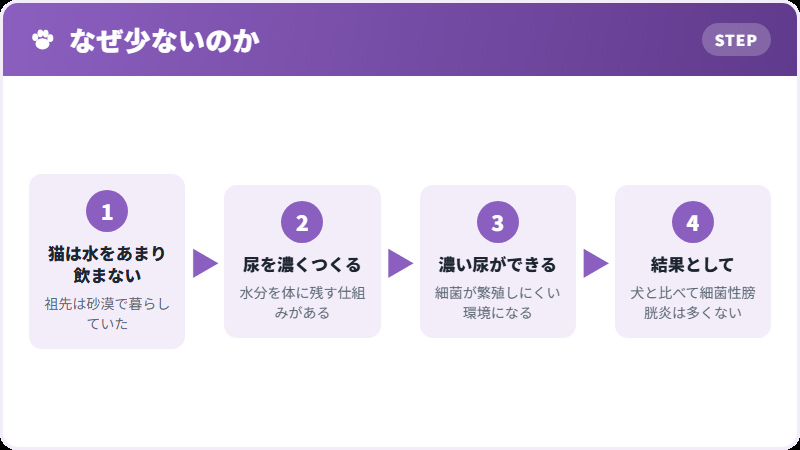 猫で細菌性が少ない理由