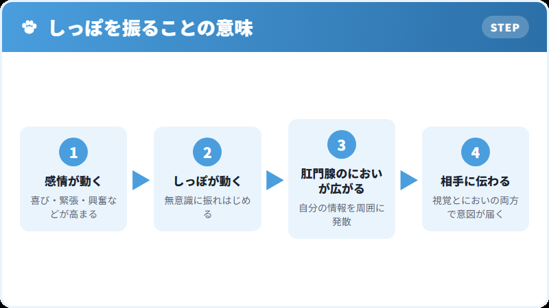 犬がしっぽを振る理由の解説図