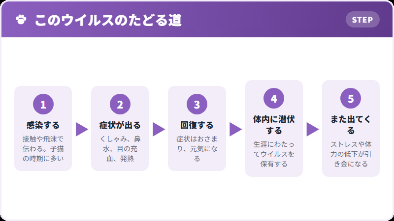 感染から再発までの流れ