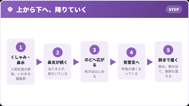 猫風邪からの道すじ