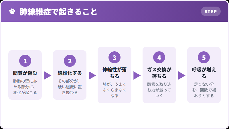 肺が硬くなるまで