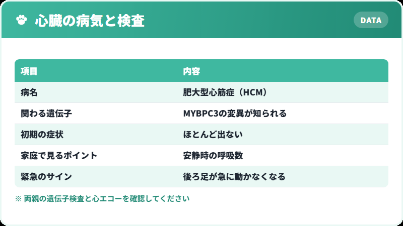 ラグドールの肥大型心筋症と遺伝子検査について