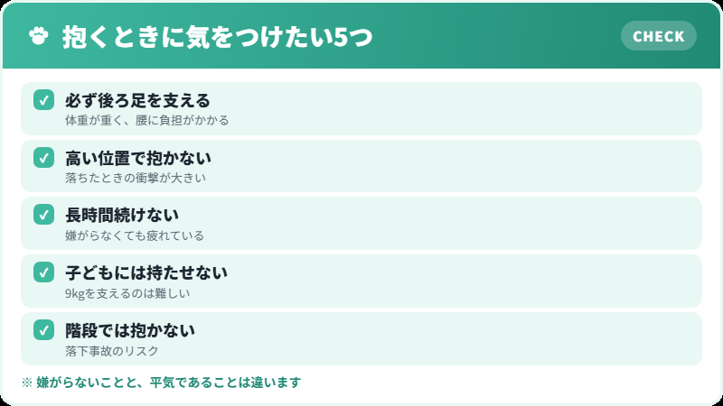 ラグドールを抱くときの注意チェックリスト