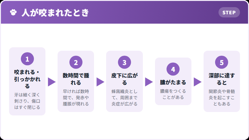 咬まれたあとの経過
