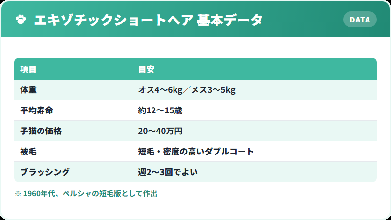 エキゾチックショートヘアの基本データ 体重・寿命・価格の一覧