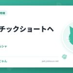 エキゾチックショートヘア