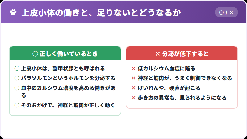 上皮小体の働き