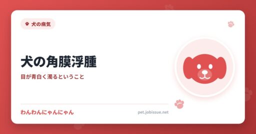 犬の角膜浮腫