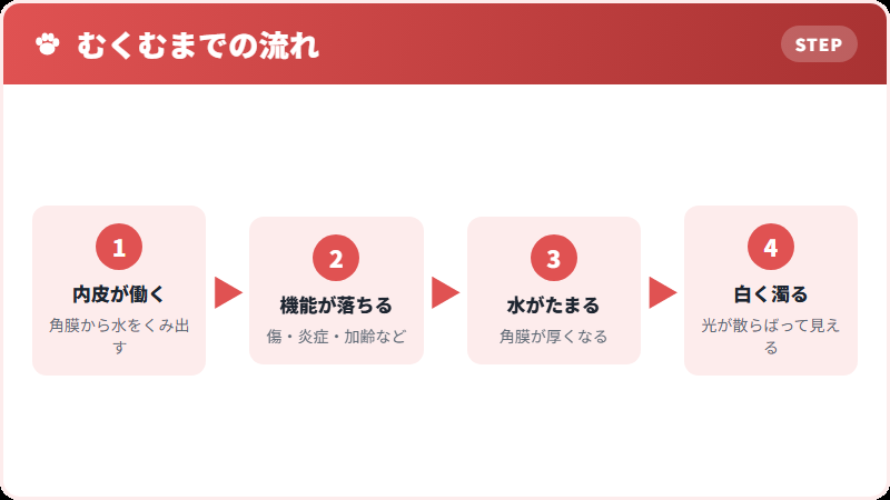 角膜がむくむしくみ