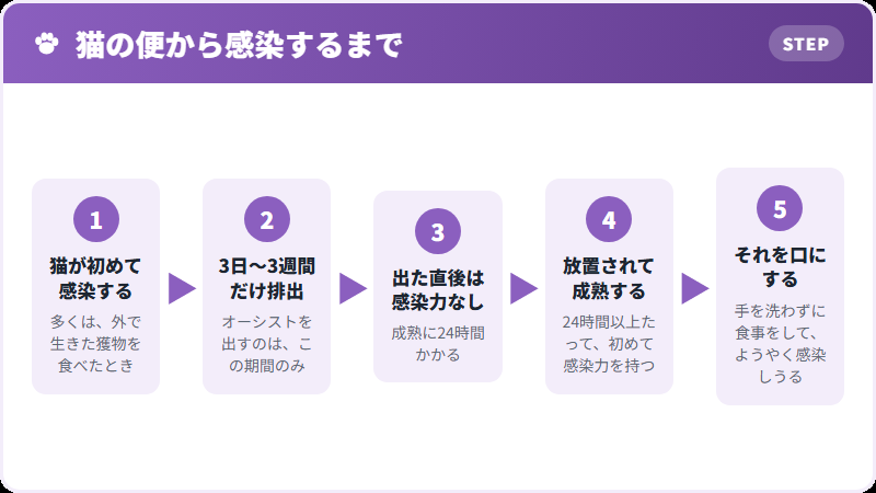 オーシストが出る期間