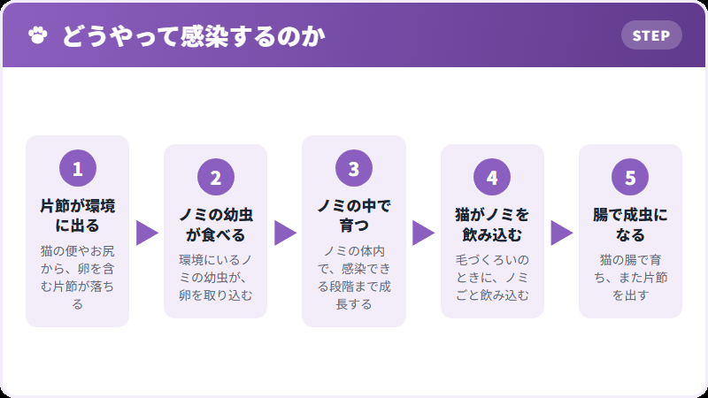 ノミを介した感染