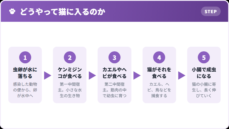 中間宿主の連なり