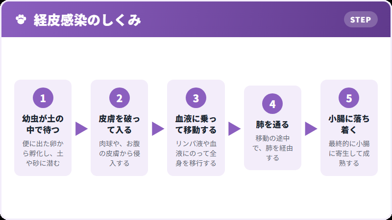 皮膚から入る経路