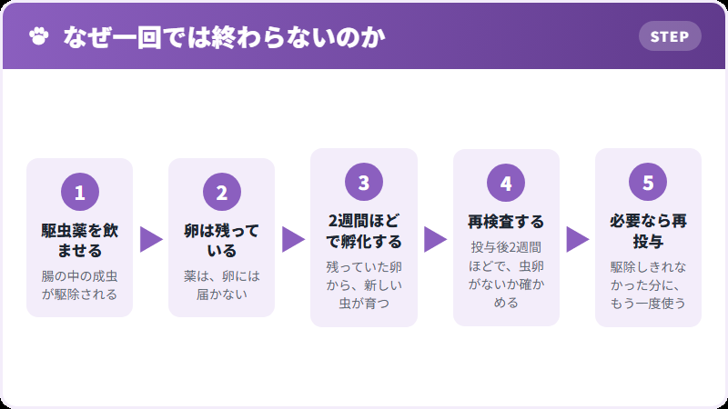 駆虫を二回行う理由