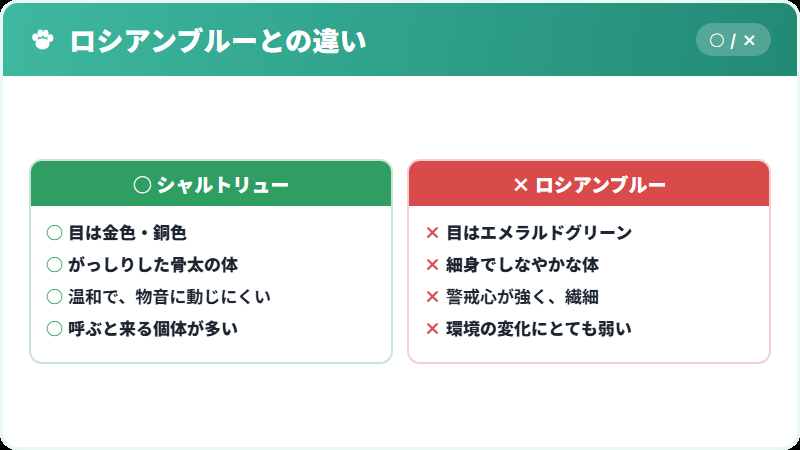 シャルトリューとロシアンブルーの比較