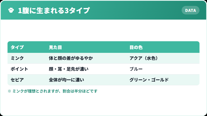 トンキニーズに生まれる3つの被毛タイプ