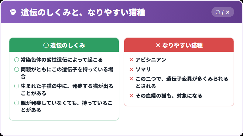 遺伝のしくみと猫種