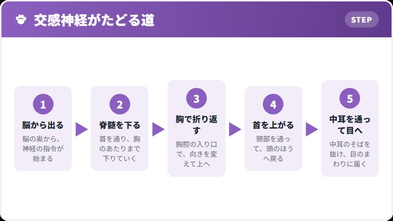神経の道すじ