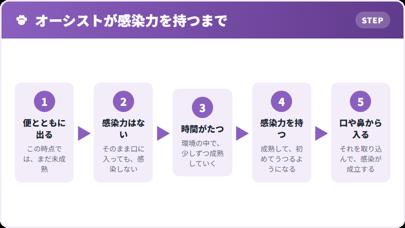 感染力を持つまで