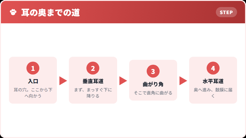 犬の耳道はL字に曲がっている