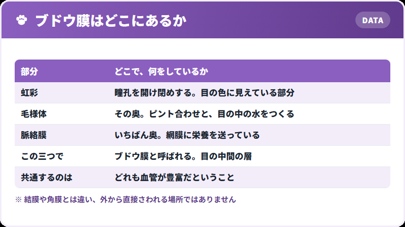 ブドウ膜の場所