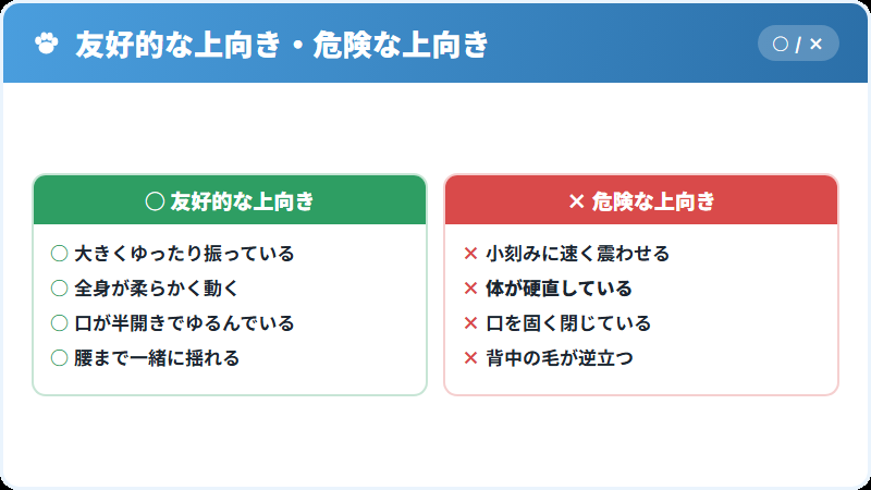 上向きのしっぽが友好か警戒かを見分ける比較