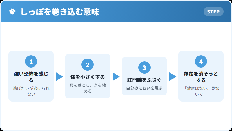 犬がしっぽを巻き込む理由の解説