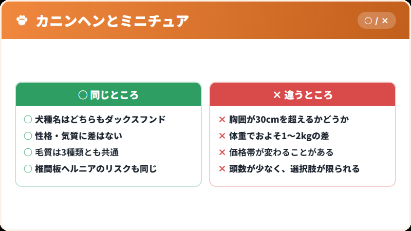 カニンヘンとミニチュアの違い